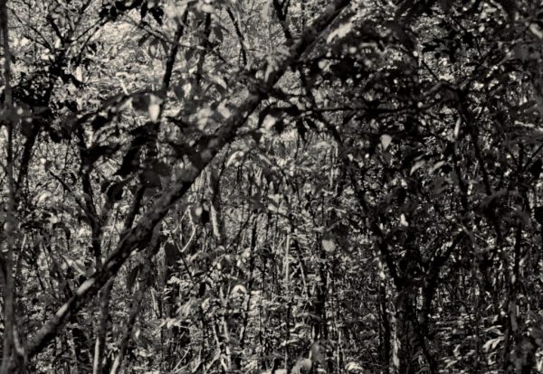 La pelle ( dalla serie)